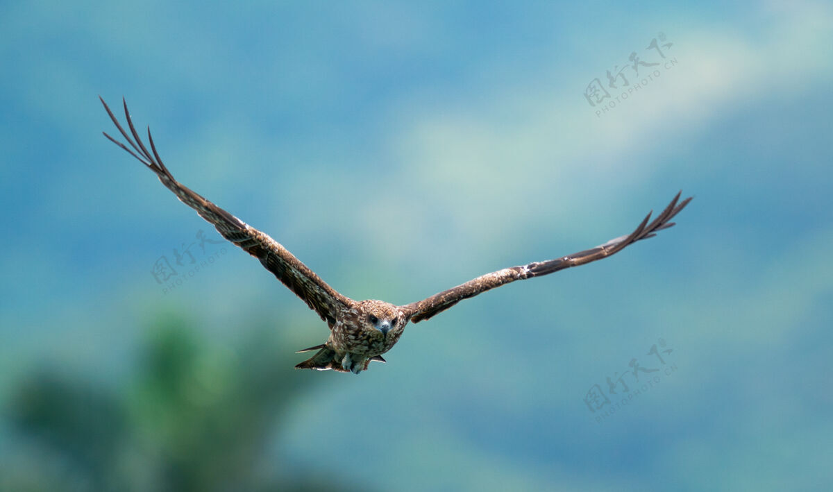 动物飞鹰在迷离的大自然模糊鹰羽毛