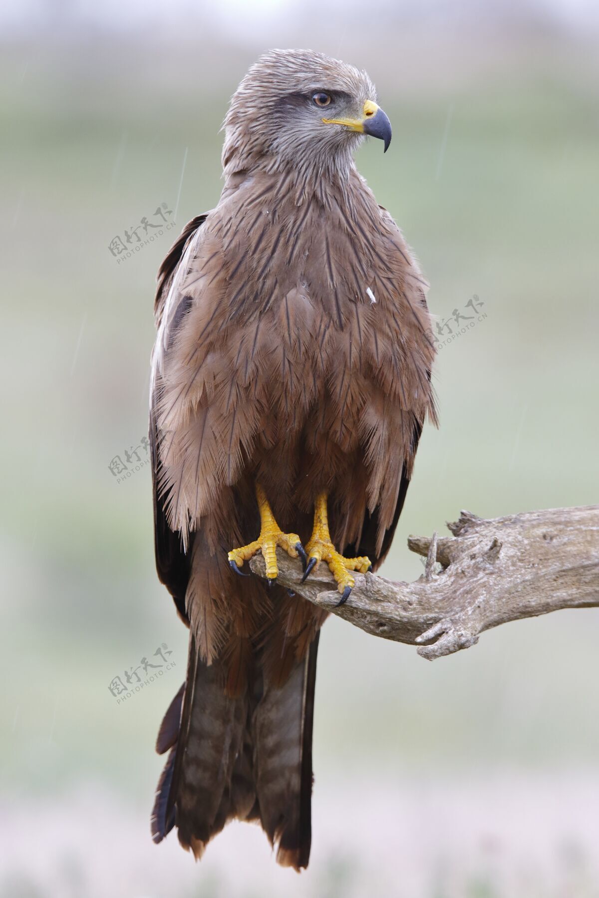 野生动物苍鹰在树枝上的特写镜头猎物侵略性捕食者