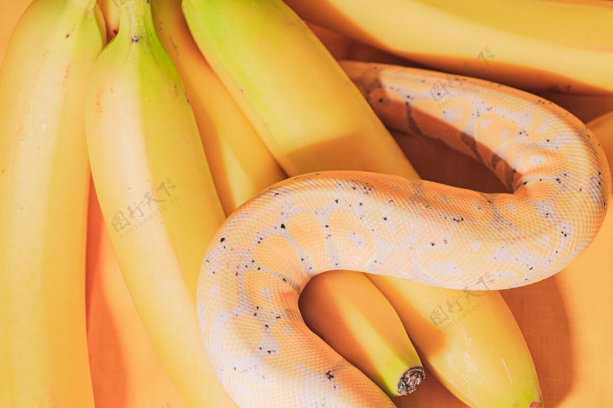 小蟒蛇爬在香蕉堆上水果动物婴儿