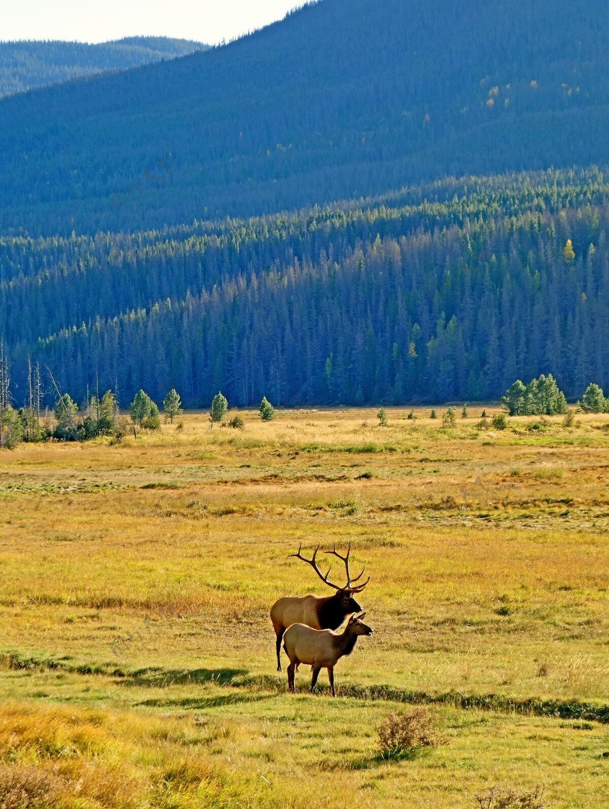 景观垂直拍摄的两只麋鹿在高落基山脉环绕的牧场上吃草乡村山自然
