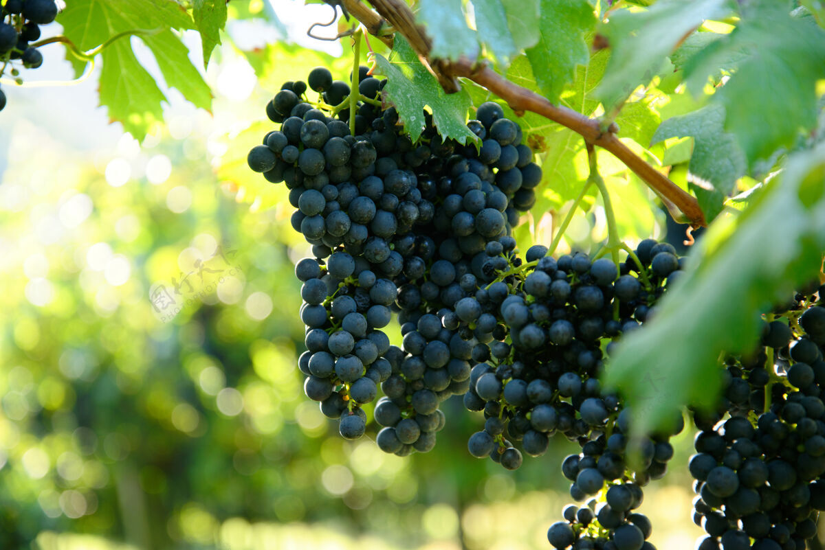水果在葡萄园的树枝上生长的新鲜成熟多汁葡萄的选择性聚焦镜头农业成熟自然