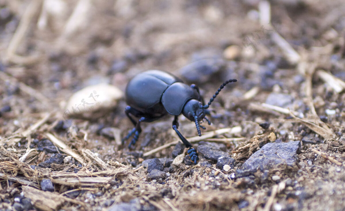 生态土地上的粪甲虫特写镜头环境动物群特写