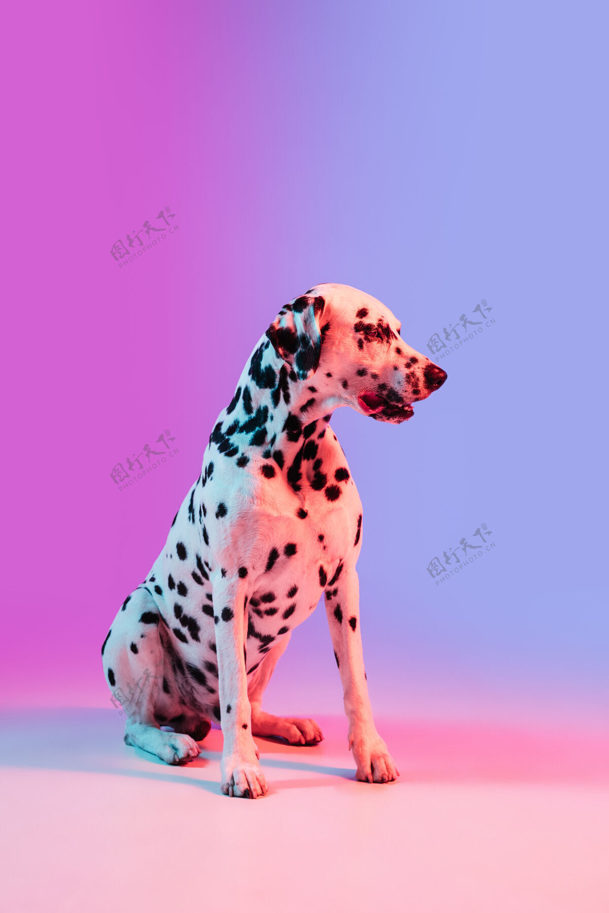 概念有趣的小狗dolmatian在霓虹灯下隔着墙摆姿势可爱毛茸茸的有趣
