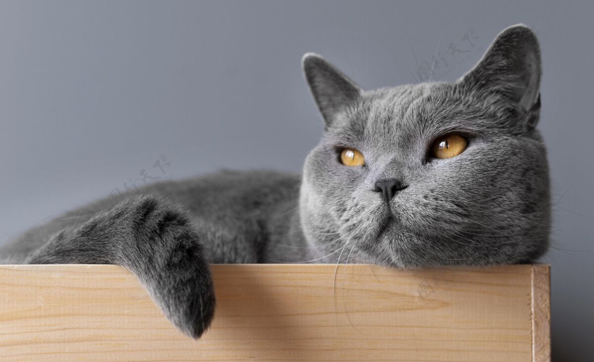 家养灰色的猫咪 身后有一面单色的墙动物毛茸茸的姿势