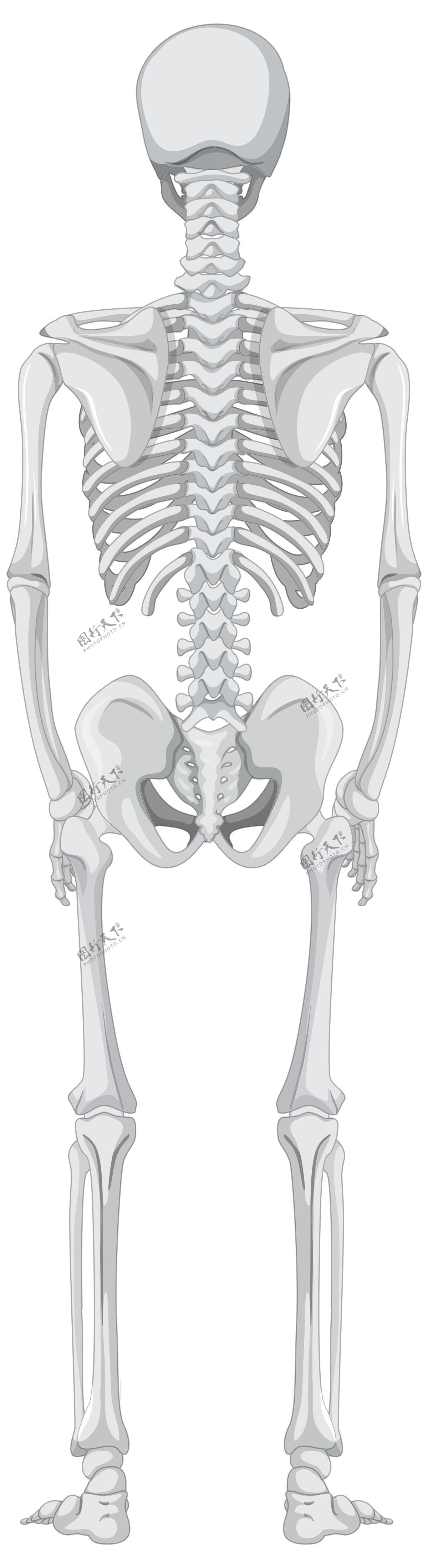 头骨在白色背景上孤立的骨骼的后视图教育学习骨骼