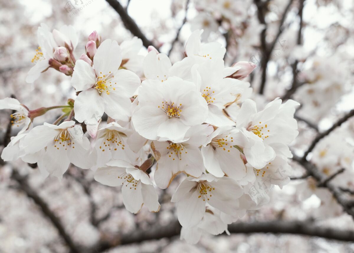 开花美丽的白桃花花桃花植物学