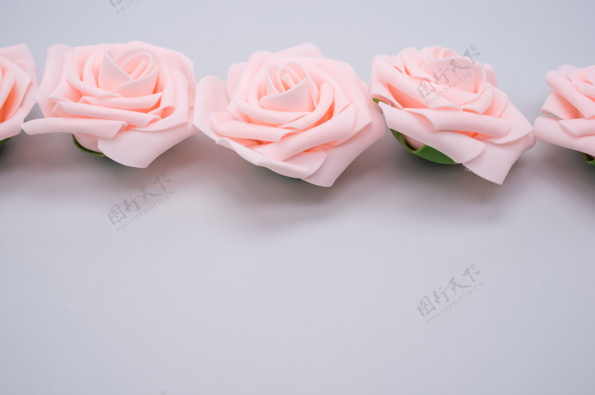 自然一排粉红色玫瑰的特写镜头被隔离在紫色背景上 带有复制空间花粉色花