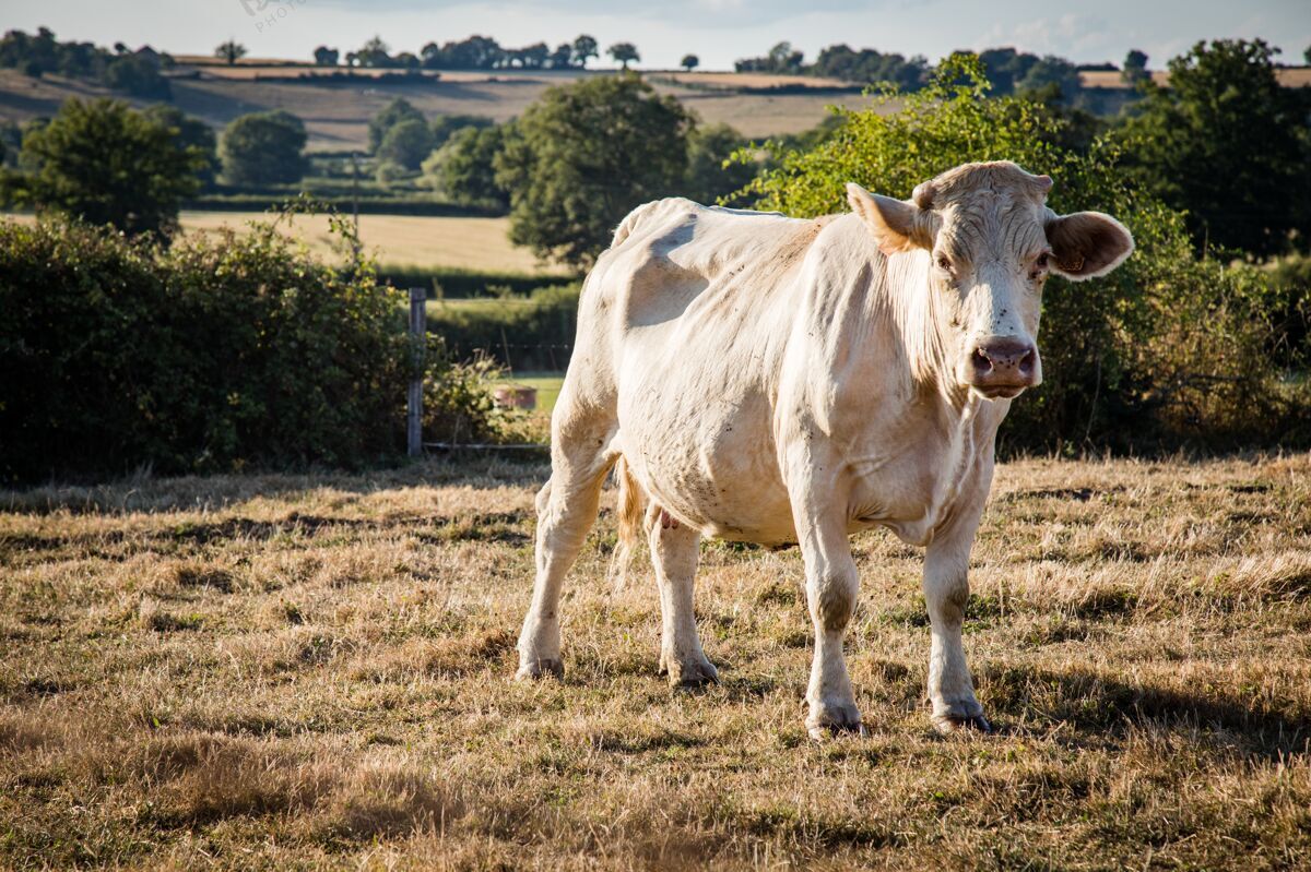 草地特写镜头中的一头白牛在草地上吃草 周围有栅栏牛动物山