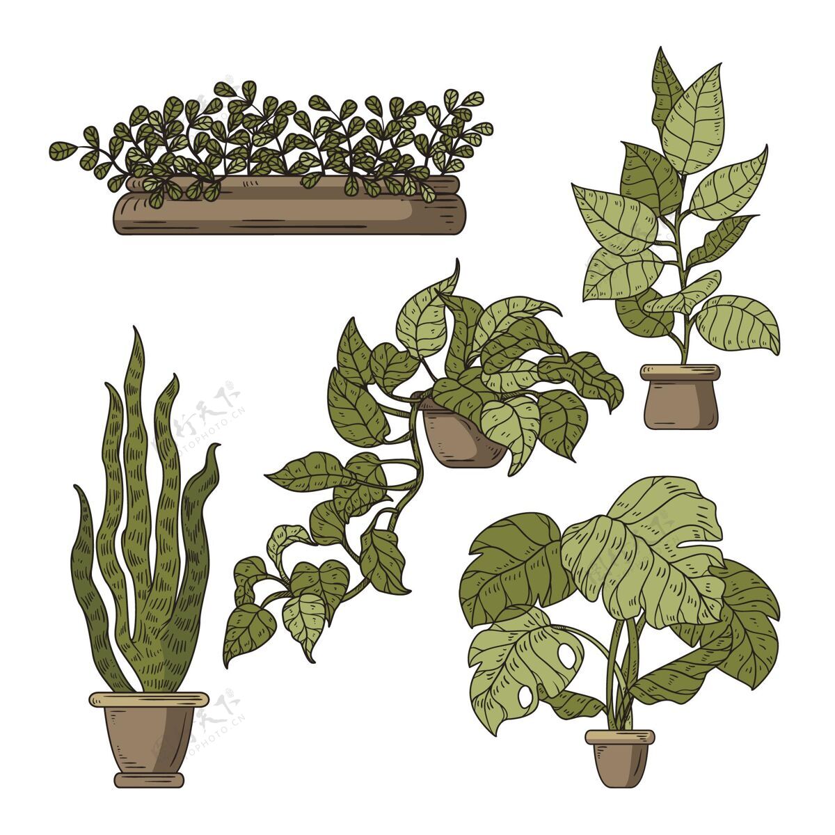 室内植物收集手绘室内植物收藏植物绿化室内植物收集