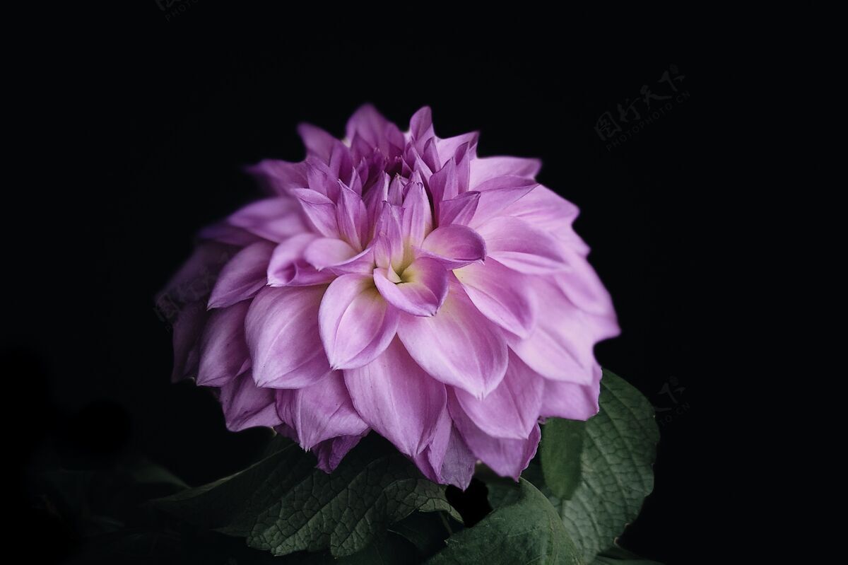 花朵一个粉红色大丽花的特写镜头被隔离在一个黑色的房间里花束自然花