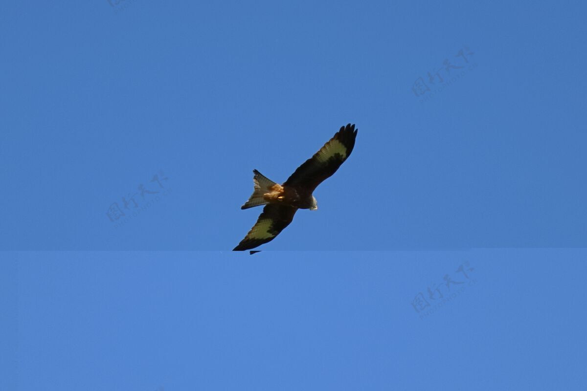 动物一只雄鹰在蓝天上飞翔的美丽镜头权力飞行鸟