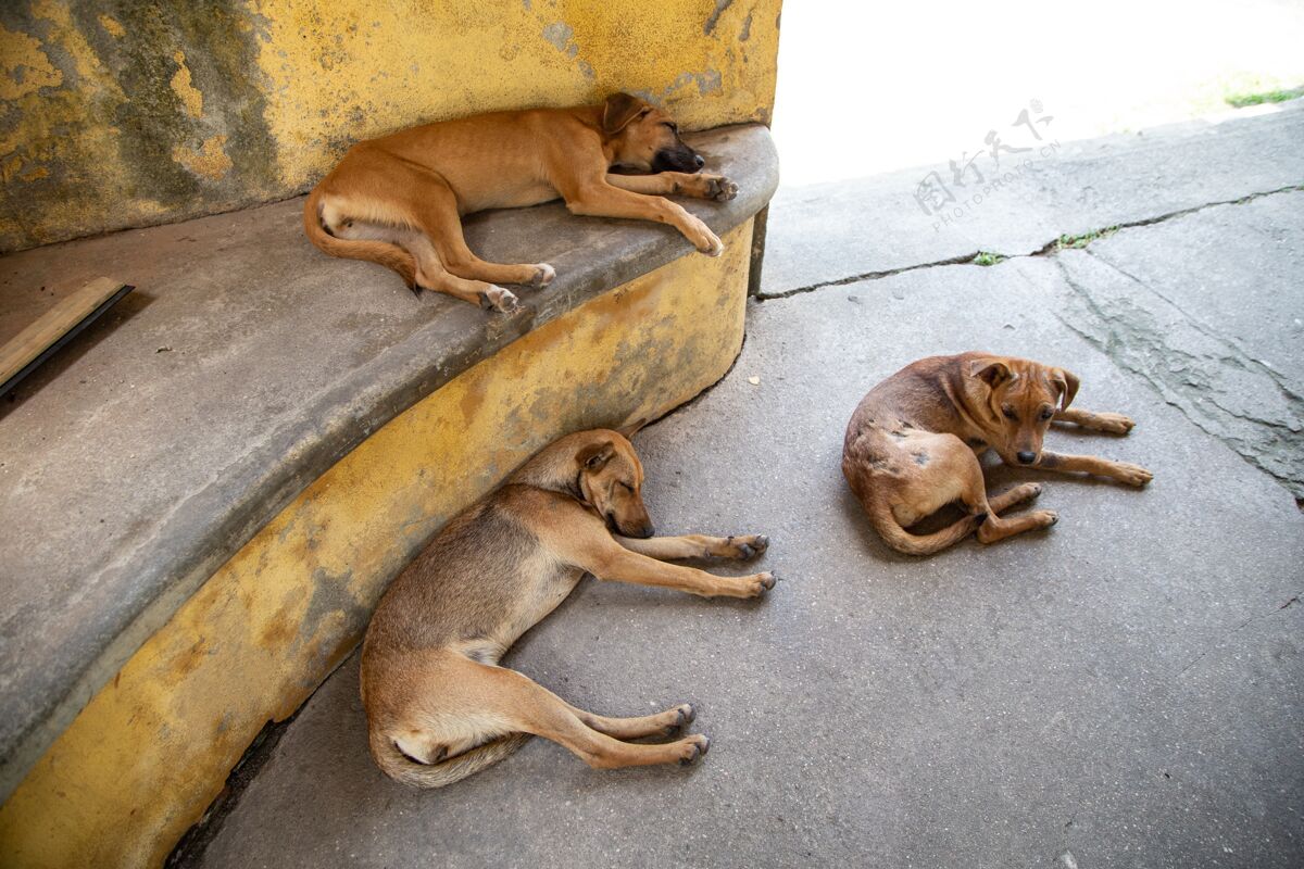 动物三只狗躺在户外放松的特写镜头年轻休息小狗