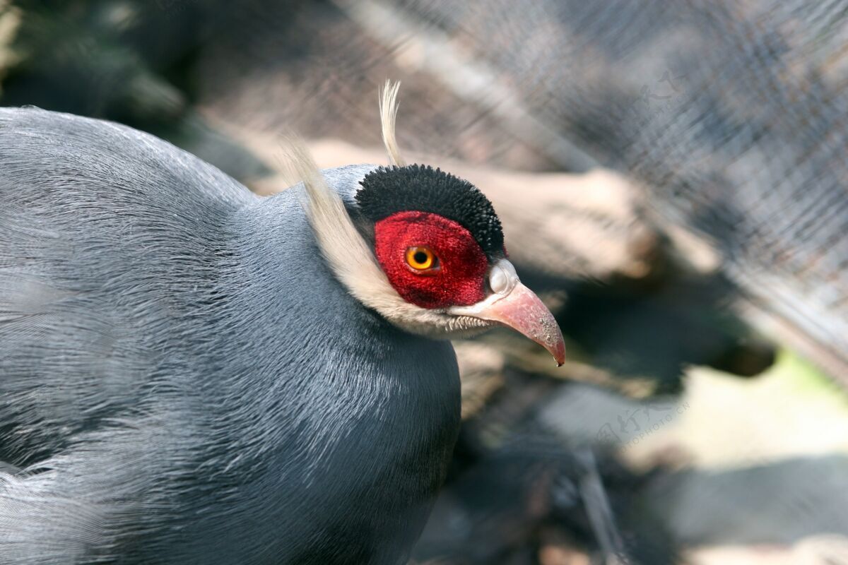 动物一只野生蓝耳雉的选择性聚焦镜头捕食者狩猎鸟