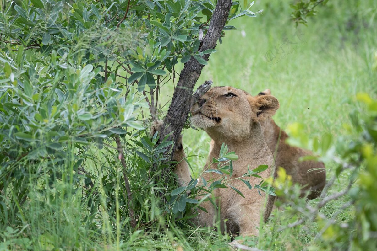 田野一只美丽的老虎坐在树干下绿草上的特写镜头猫猫特写