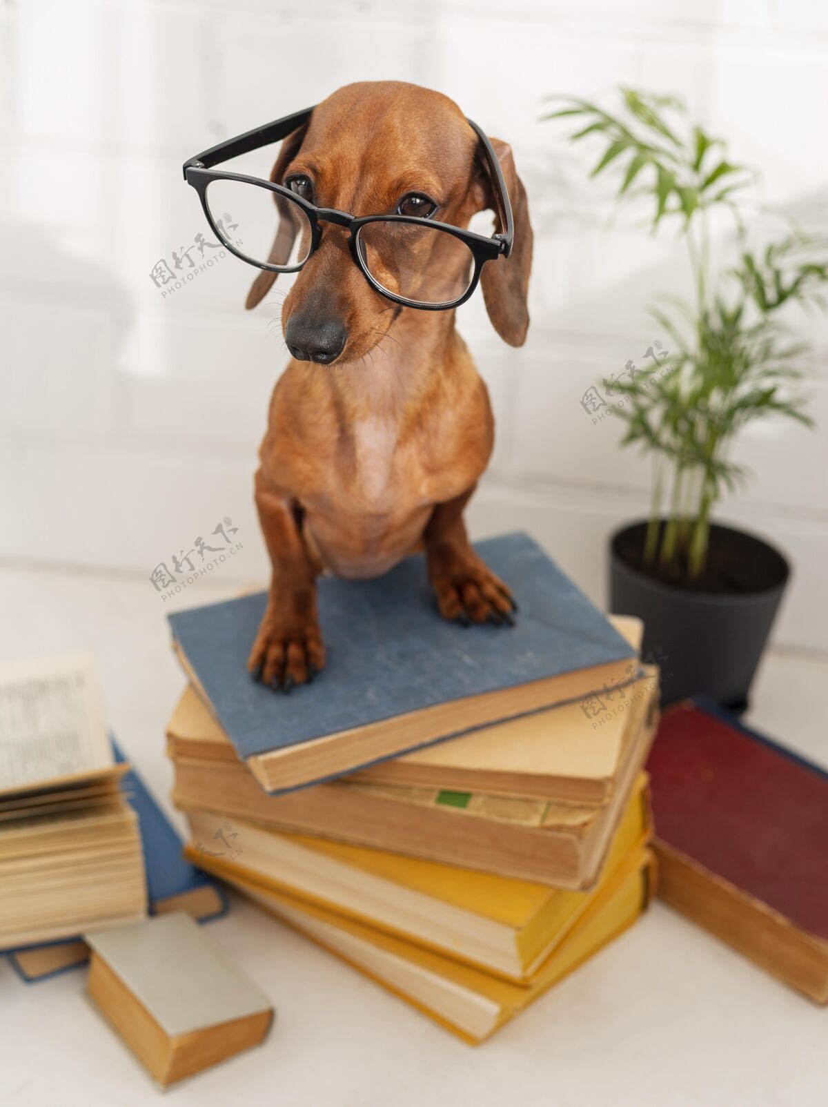 信息可爱的狗戴着眼镜坐在书上可爱知识狗