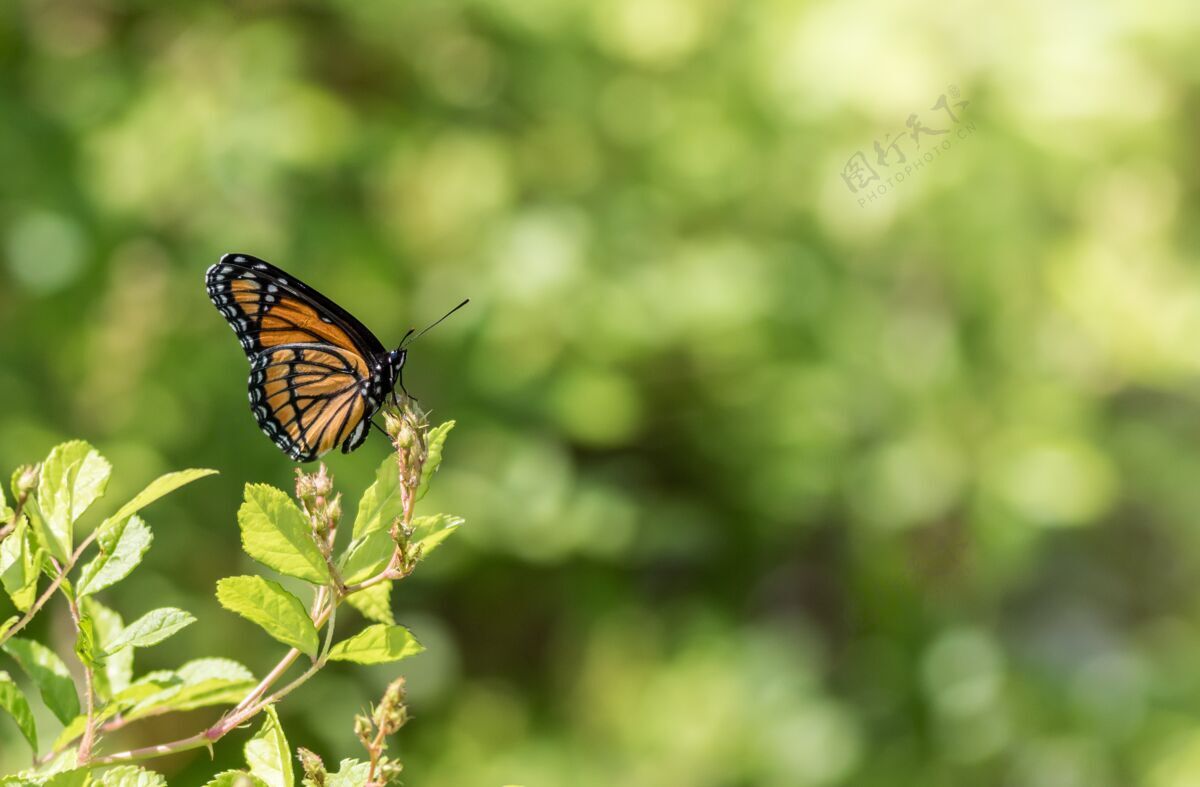君主一只帝王蝶在绿色植物上的选择性聚焦镜头白色橙色动物