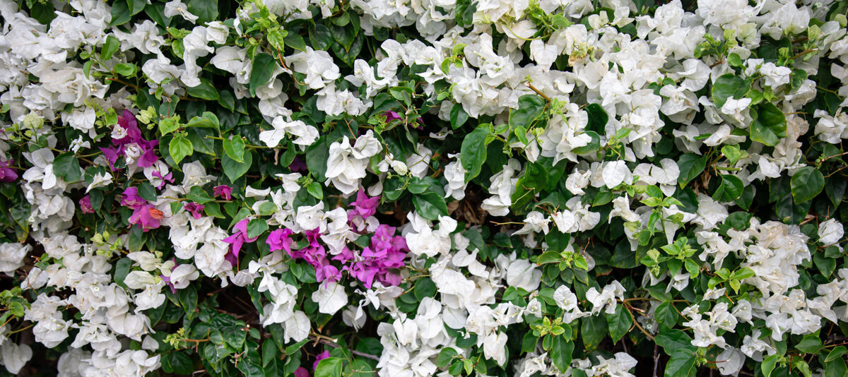 盛开美丽的白色叶子从杂色的夏威夷雪丛 布雷尼亚disticha热带异国情调花朵