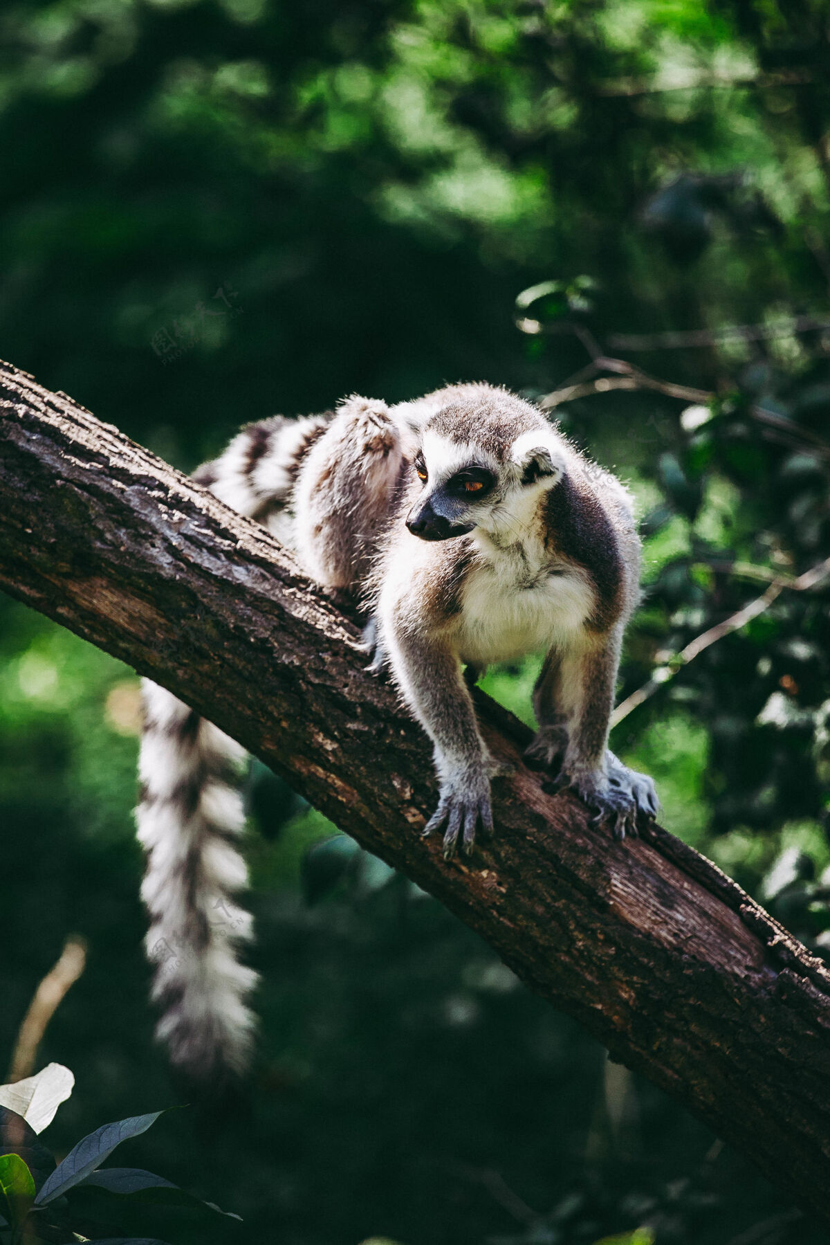 动物园树上狐猴的特写镜头哺乳动物濒危动物