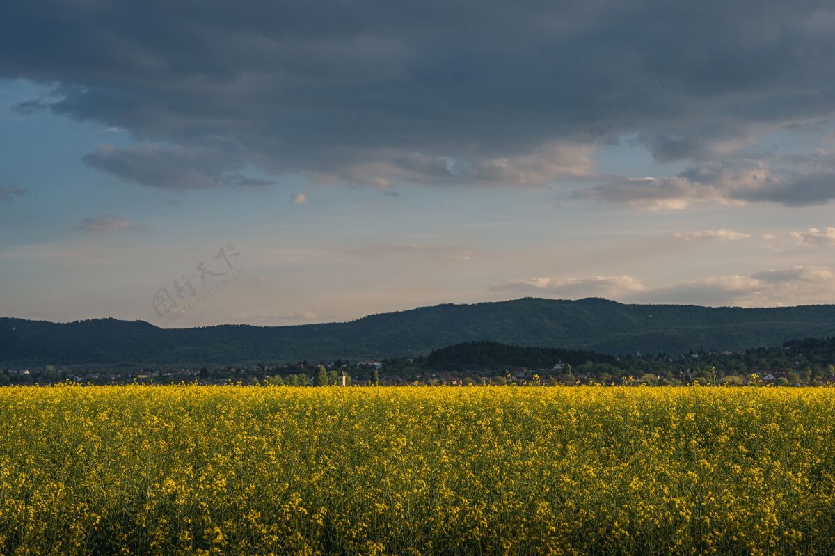 背景乡村多云的夜空下开着黄花的美丽田野春天日落明亮