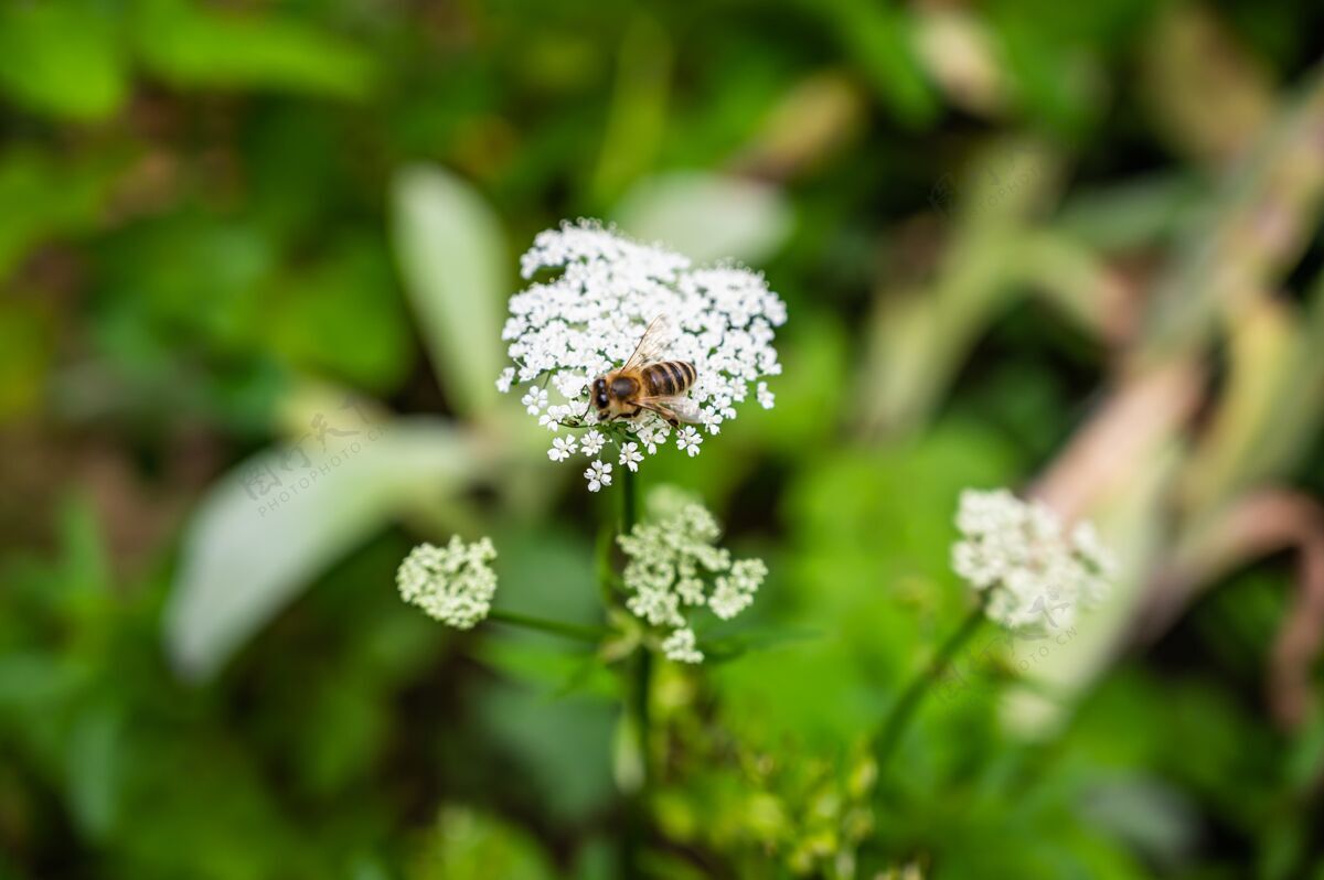 野生动物在阳光下的田野里 一只蜜蜂在被绿色植物包围的欧芹上的特写镜头草地野生自然