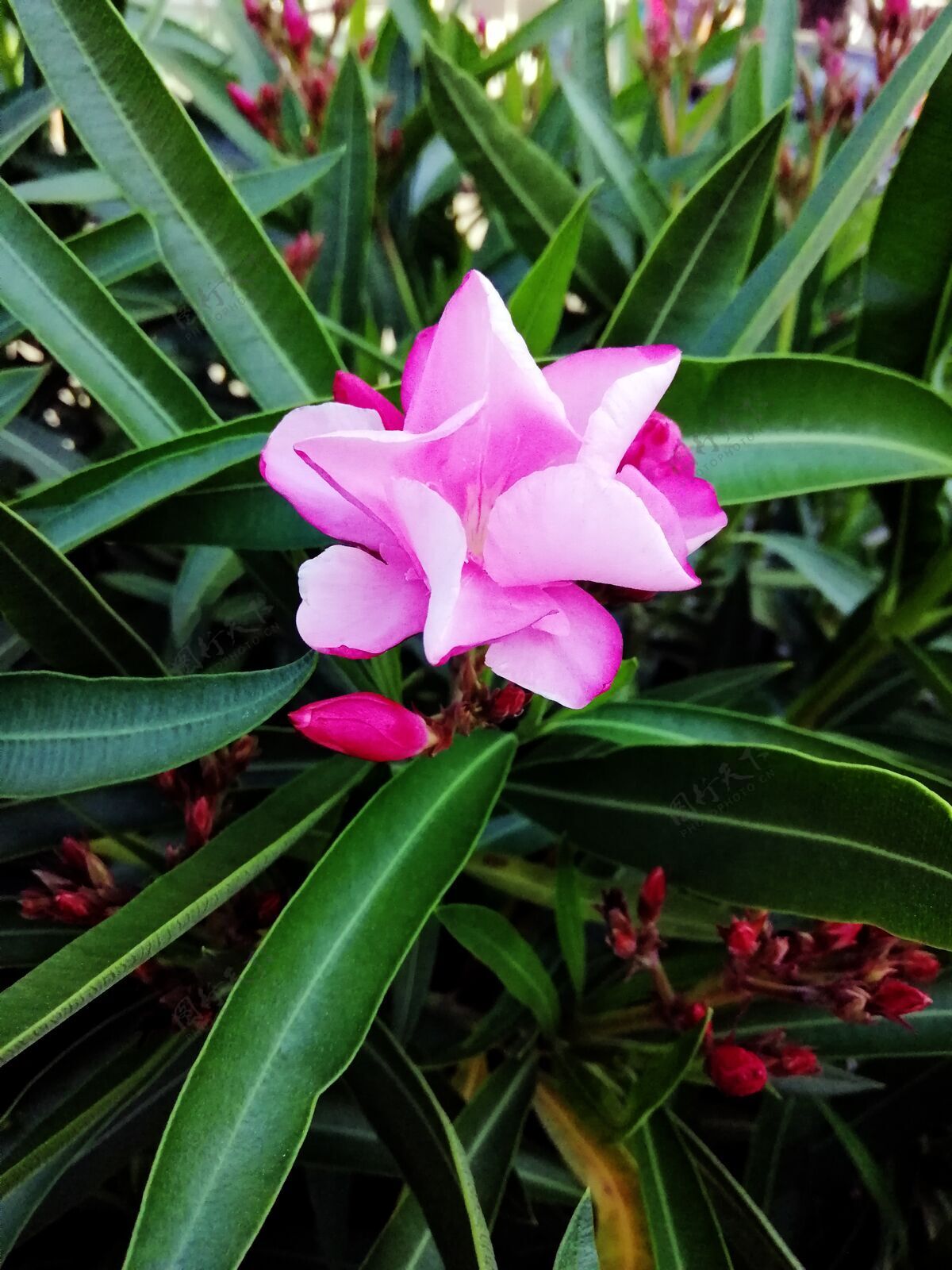 开花美丽的粉红色夹竹桃花在花园特写镜头植物学颜色开花