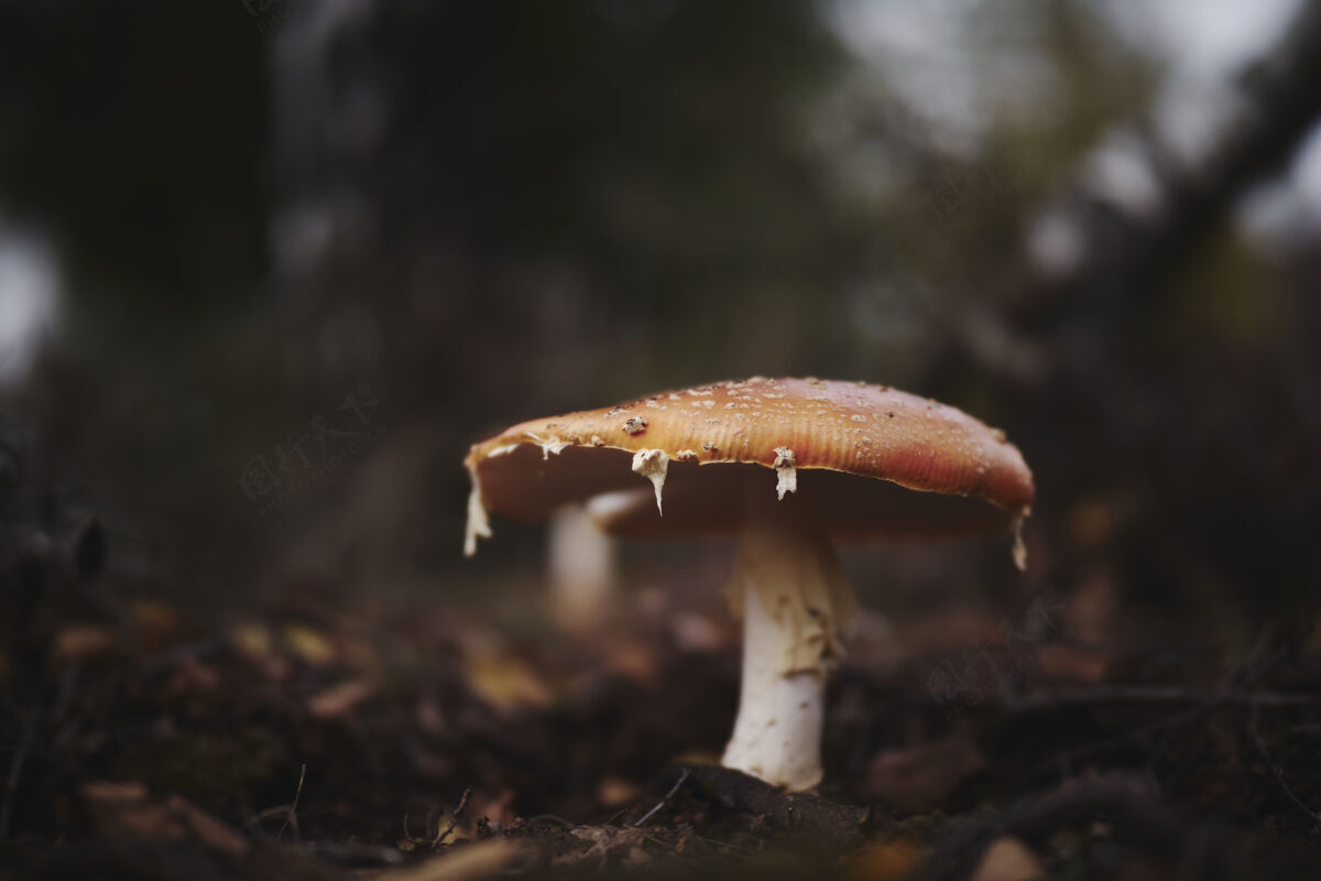 自然森林蘑菇的选择性聚焦镜头野生秋天干燥