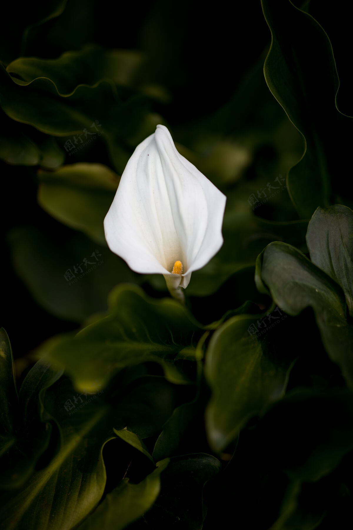 花儿白色花瓣的花花儿