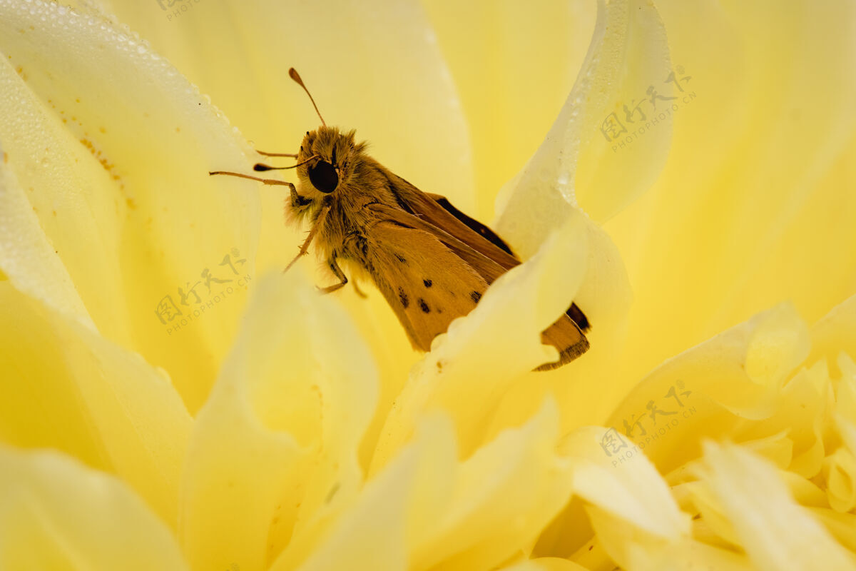 花黄花上的褐飞蛾蜜蜂动物花瓣