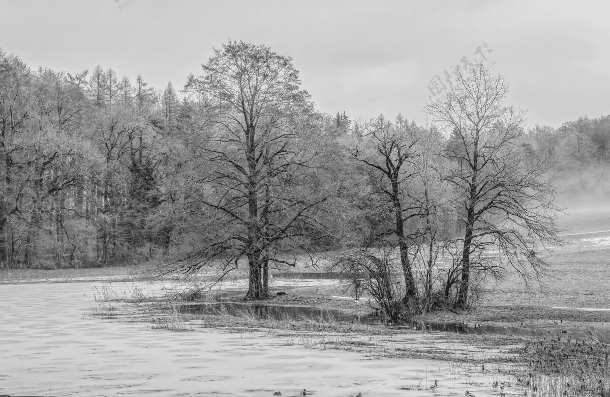 自然水体附近的灰色树木瑞士霜冻土地
