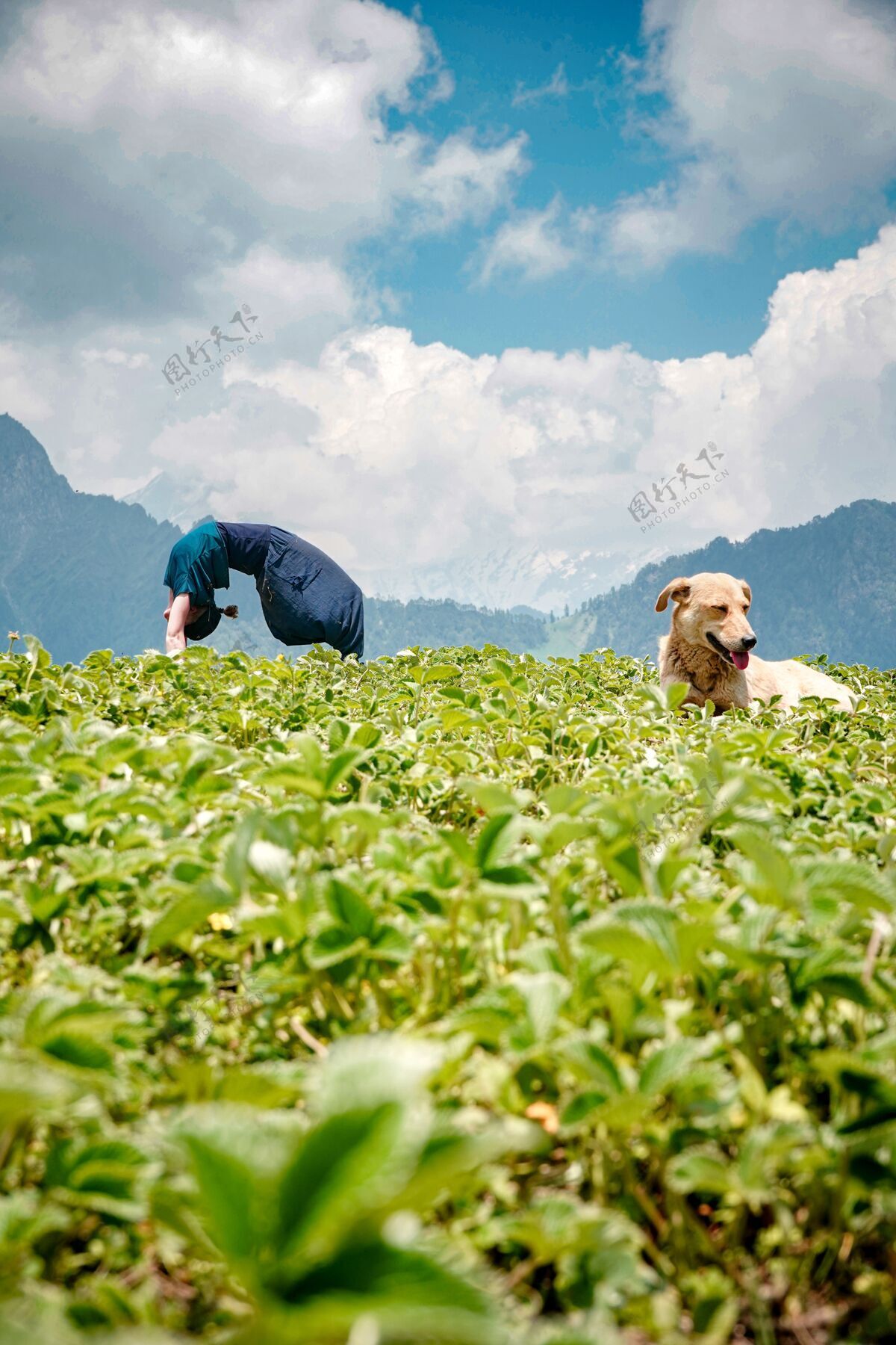 山一个年轻的女人在一个自然的环境里做瑜伽练习 一只狗坐在草地上女性姿势天空