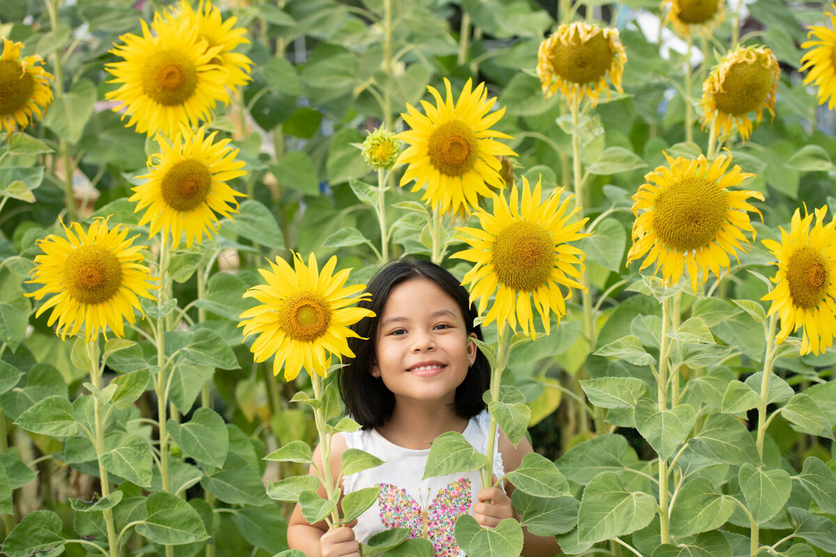 自由快乐的亚洲小女孩在阳光下 在盛开的向日葵中嬉戏户外健康春天