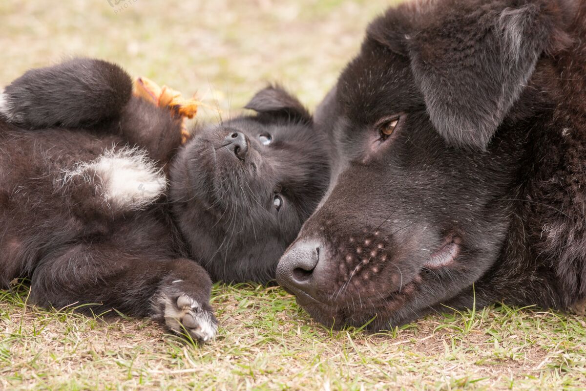 国家一只不丹山狗和小狗躺在草地上的特写镜头动物毛皮谎言