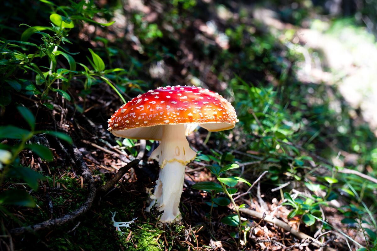 花特写镜头的红苍蝇木耳蘑菇周围杂草秋天真菌颜色