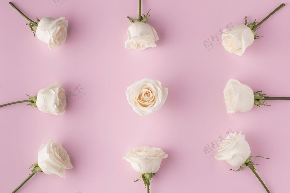 花朵俯瞰盛开的玫瑰平面图俯视图玫瑰