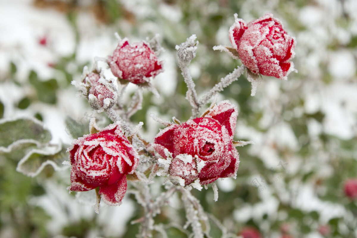 新鲜选择性聚焦拍摄霜红玫瑰冰充满活力霜冻
