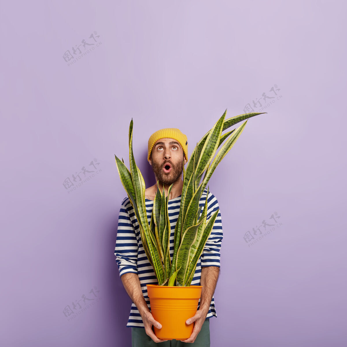 园艺惊讶的没刮胡子的花商戴着黄色帽子 穿着条纹水手套头衫 用意料之外的目光向上聚焦 手里拿着一盆绿色的三叶草工人花盆不知道