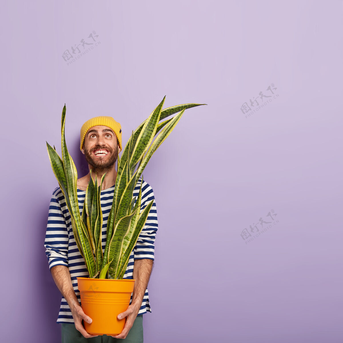 站立欢喜开朗的男人满脸笑容 穿着休闲服 拿着三叶草的花盆 准备再植 戴着黄色的帽子 留着胡茬 在紫色的背景上摆姿势 空白处胡茬条纹紫色