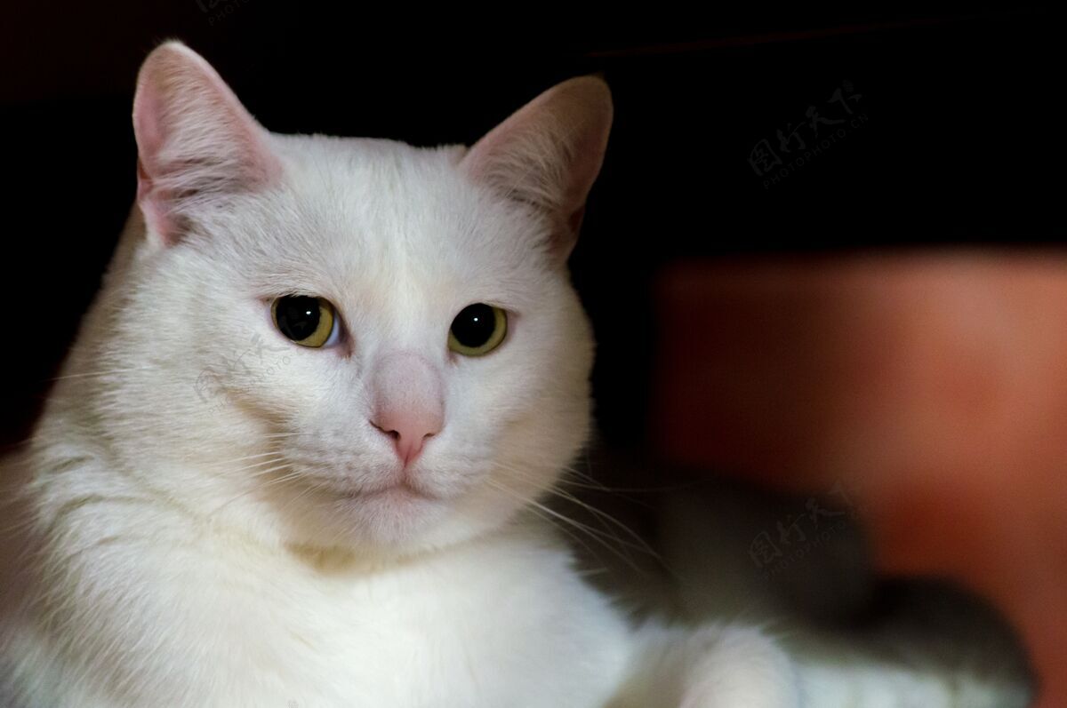 微笑一只漂亮的白猫坐在树荫下 绿眼睛的特写镜头有趣家庭收集
