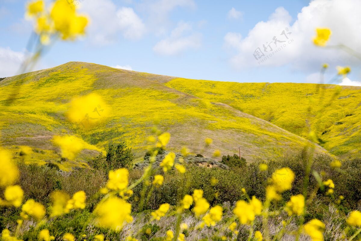 自然美丽的风景花覆盖的山丘在加州中部海岸 加维奥塔 美国绿色黄色户外