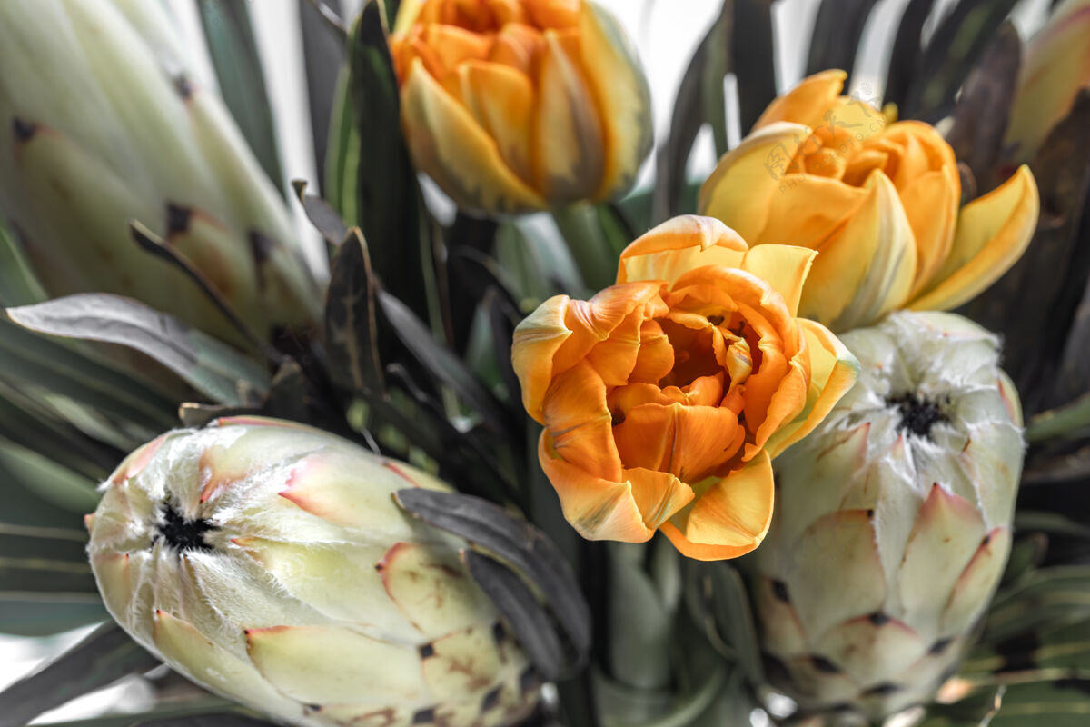 郁金香一束奇异的皇家变形木和明亮的郁金香花热带植物组成异国情调花卉热带