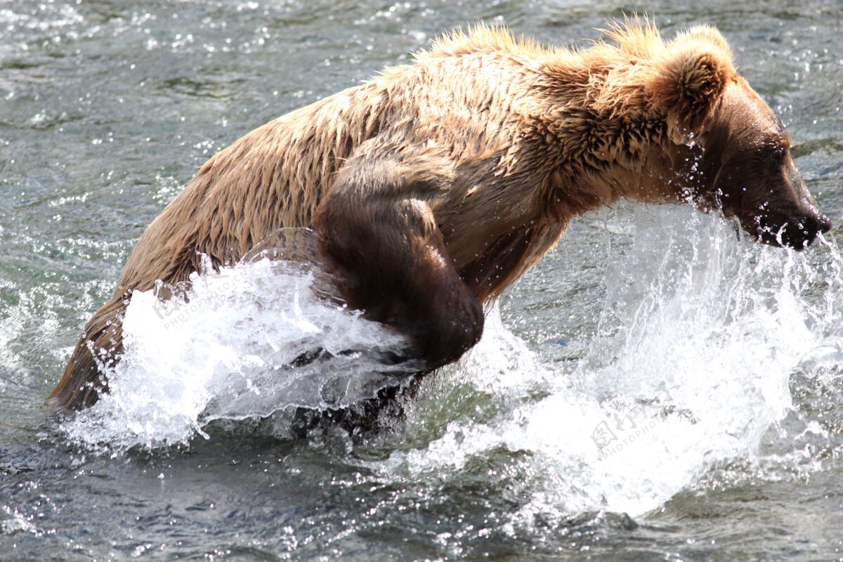 毛皮棕熊在阿拉斯加的河里捕鱼生态河流国家