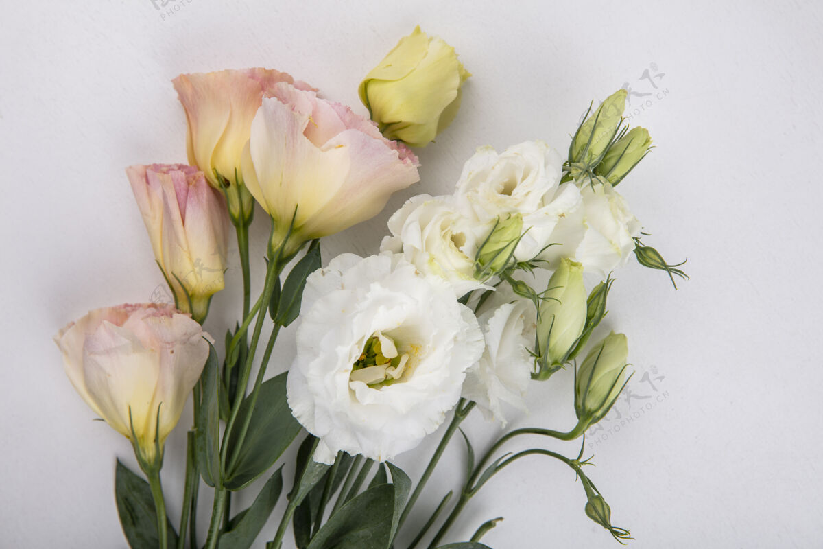 玫瑰美丽的白色和黄色玫瑰与白色背景上的叶子俯视图花植物黄