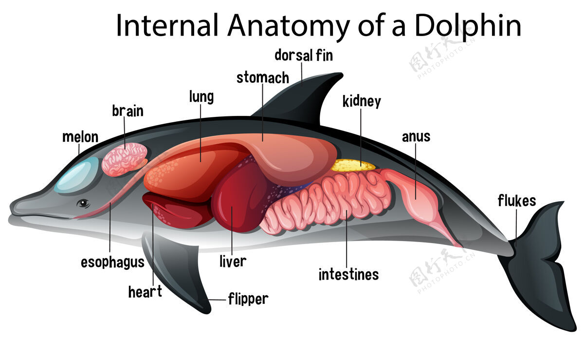 微生物学海豚的内部解剖科学肝可爱