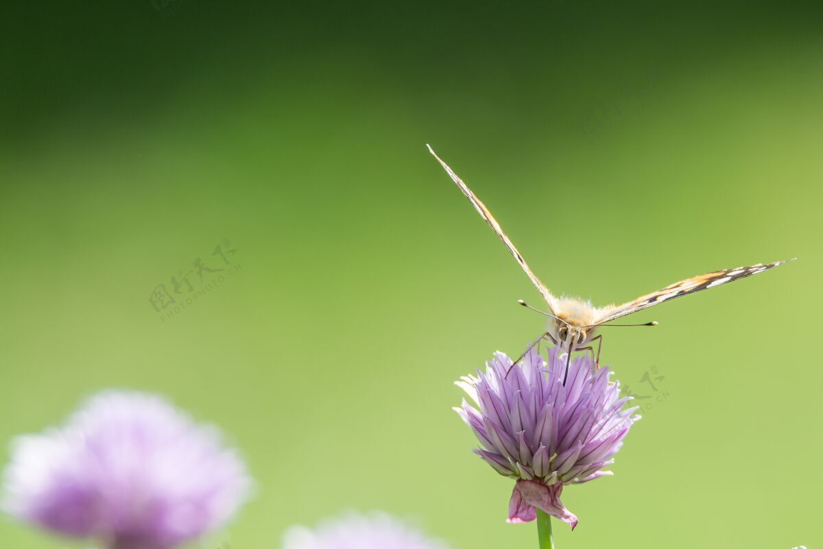 花一只蝴蝶坐在背景模糊的紫色花朵上的特写镜头自然绿色昆虫