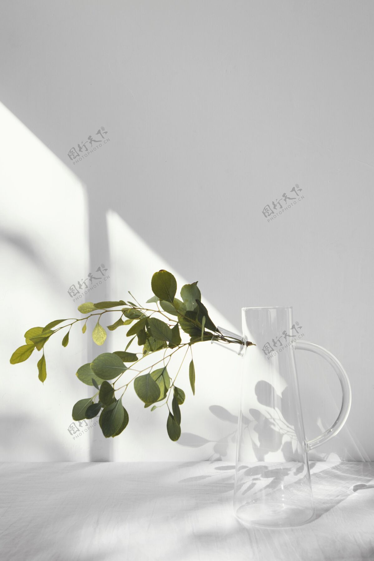 装饰抽象最小概念植物和阴影室内简单内部