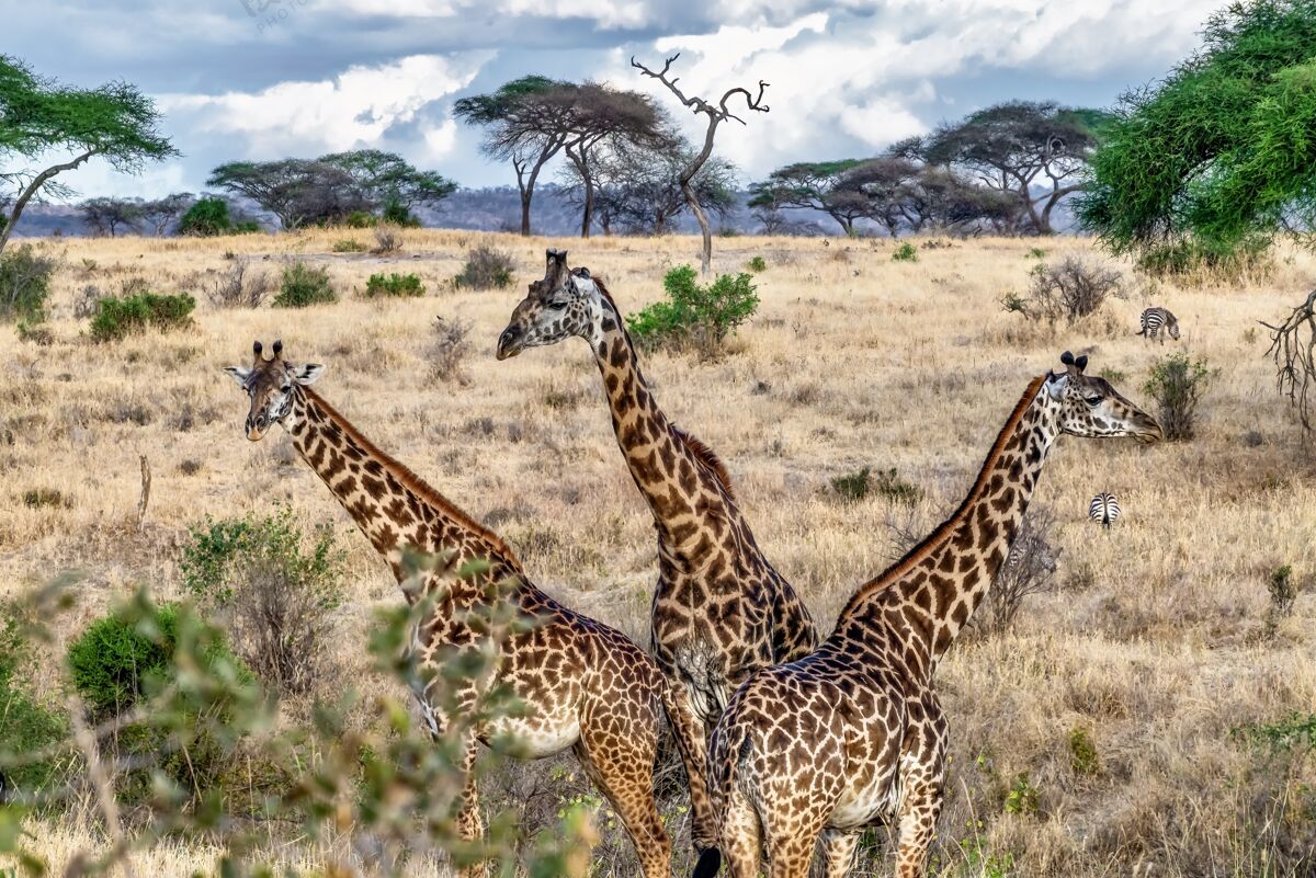 野生动物三只可爱的长颈鹿在绿树和蓝天的田野里的美丽镜头哺乳动物动物园长颈鹿