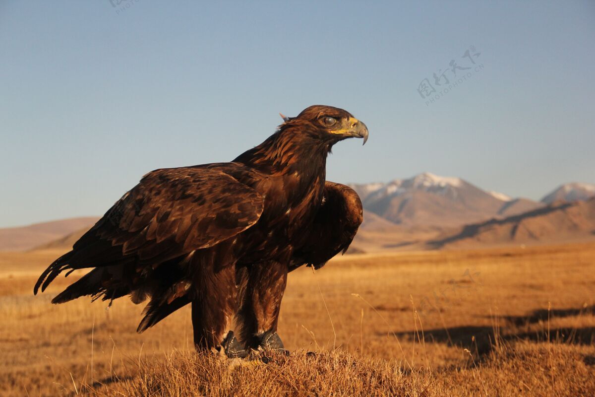 头一只金鹰准备在荒山中飞翔猎鹰美国权力