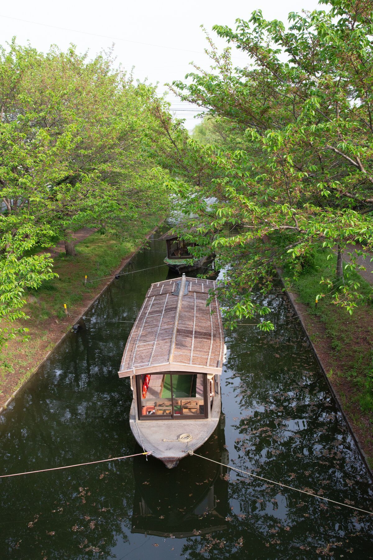 植物在运河上游览shikara船自然反射树