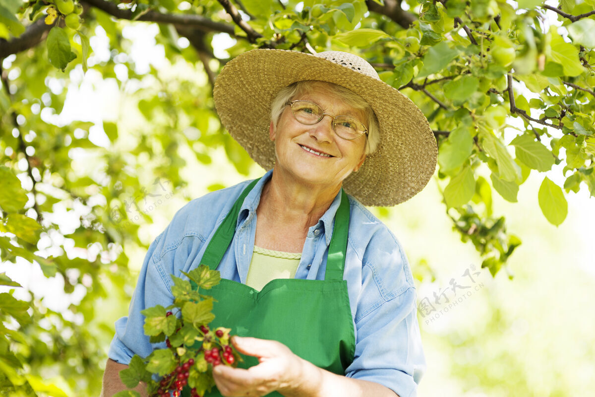 果园老前辈看了看红醋栗丛活跃的老年人围裙农业