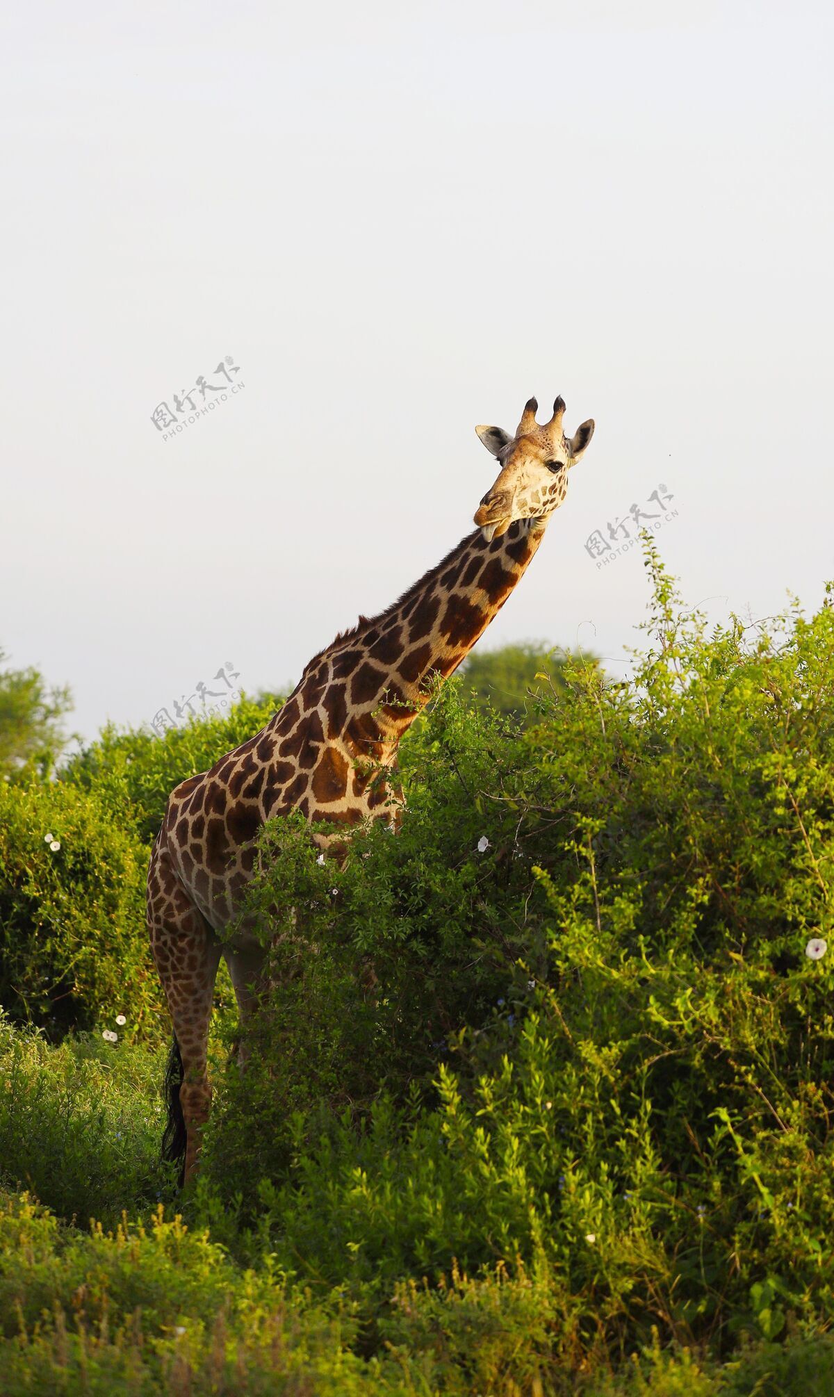 动物可爱的马萨长颈鹿在察沃东部国家公园 肯尼亚 非洲非洲放牧塞伦盖蒂